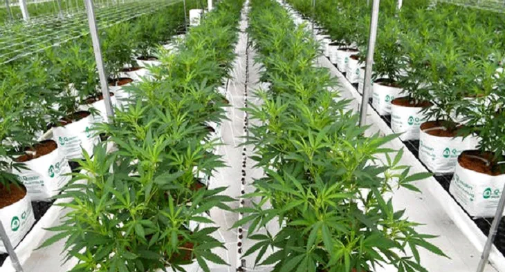 canabis farm