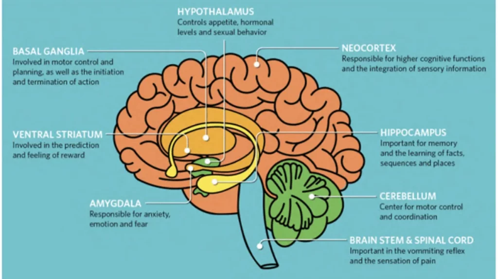 marijuana effect on brain