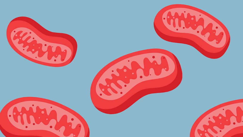how mitochondria fuels brain health
